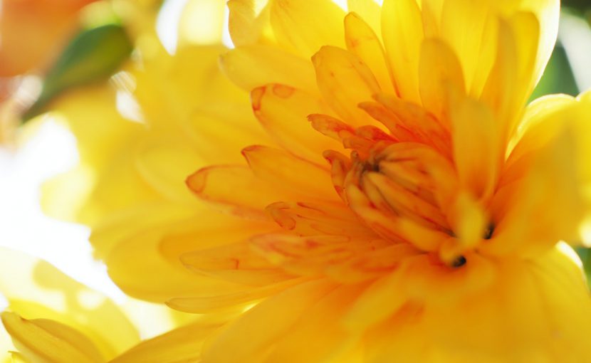 本物に触れて初めて書道を楽しいと思えた！